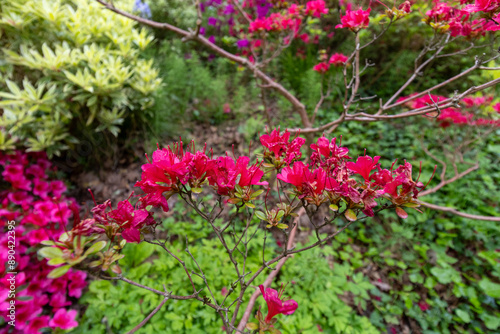 pink flowers in the garden