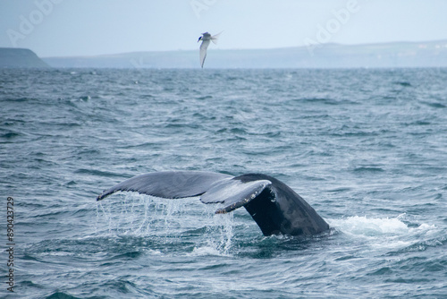 Vászonkép A whale fin splashing in the Bay of Husavik in Iceland, with an arctic fern flyi