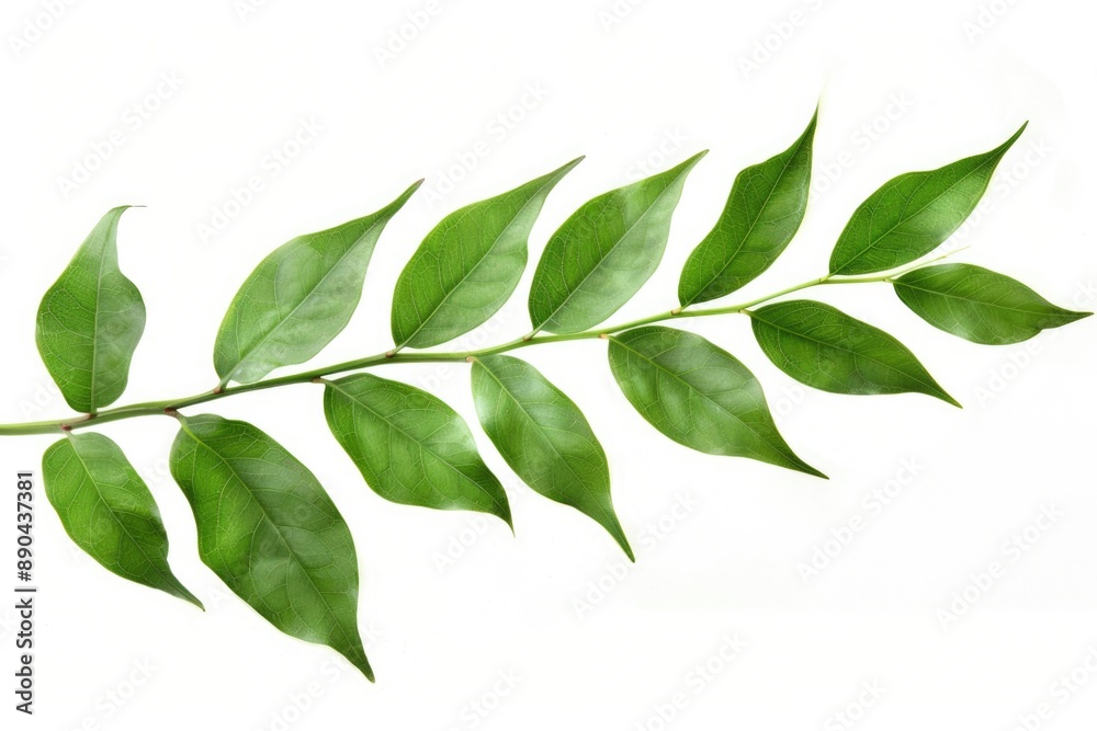 Long Leaf. Green Leaves of a Plant Isolated on White Background, Abstract Tree Branch Long Leaf. Green Leaves of a Plant Isolated on White Background, Abstract Tree Branch