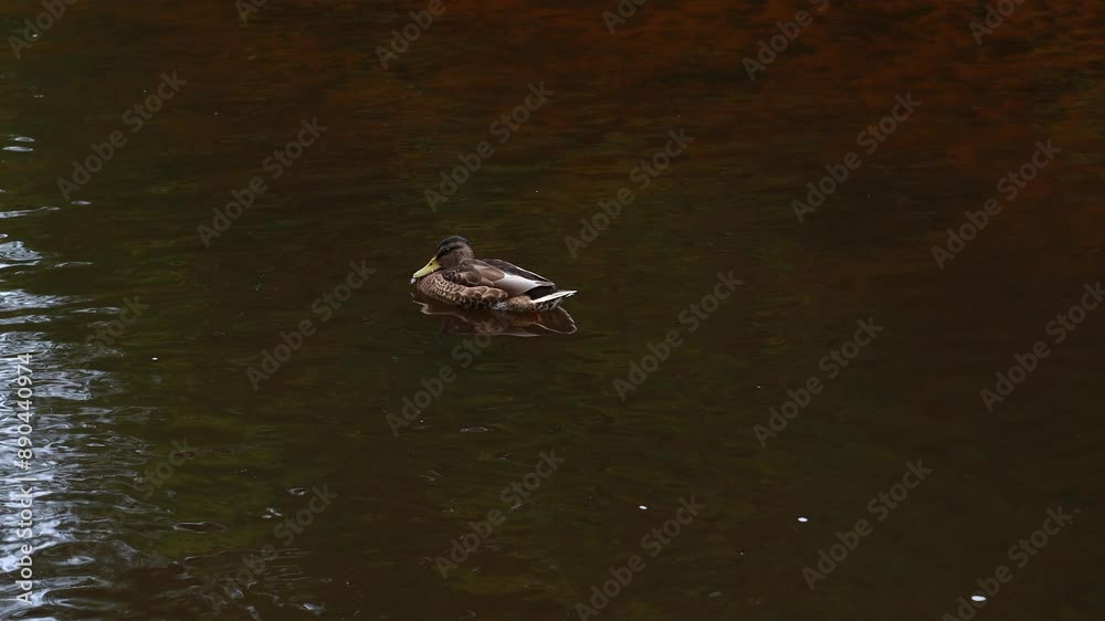 A duck swims gracefully across the calm pond, creating gentle ripples as it moves. The serene water reflects the overcast sky, enhancing the peaceful scene.