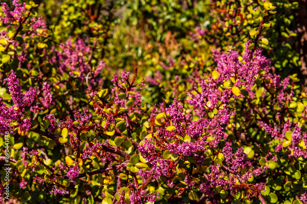 Obraz premium Portulacaria afra pertenece a la familia Didiereáceas.