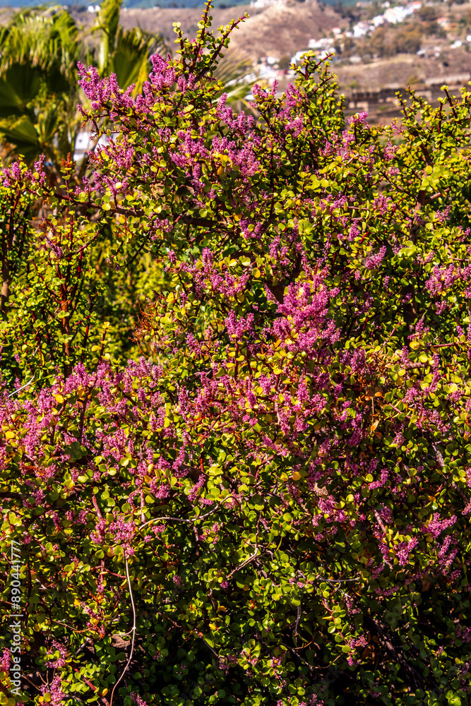 Portulacaria afra pertenece a la familia Didiereáceas. Portulacaria afra pertenece a la familia Didiereáceas.
