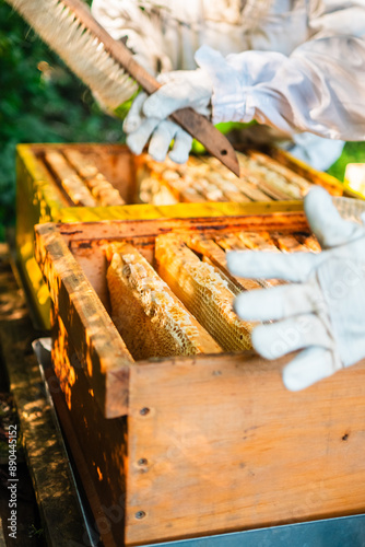 Gloves of a Beekeeper Grabbing the Beehive of the Bee Colony in the Sunlight photo