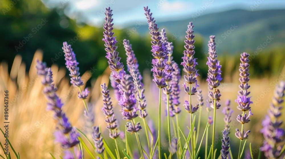 Fototapeta premium Lavender flowers with selective focus