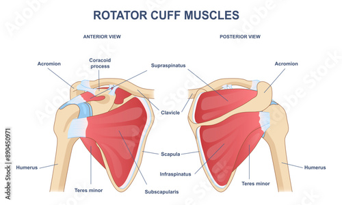 Rotator cuff muscle anatomy diagram. Medical infographic with bones and muscles of shoulders. Rear and front views of shoulder blades and collarbones. Flat vector illustration isolated on background