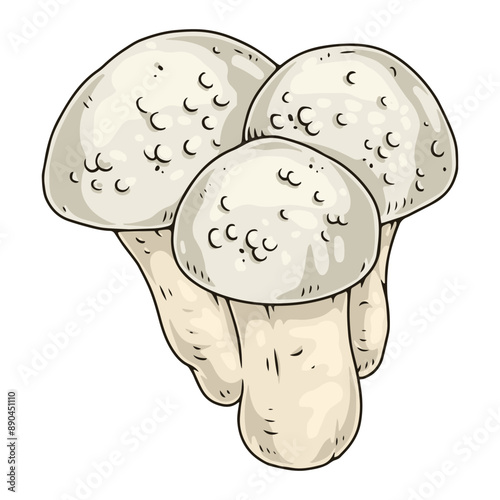 Mushrooms puffball colorful detailed element