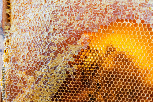 Yellow Honeycombs of a Beehive Partly Capped and Partly Uncapped