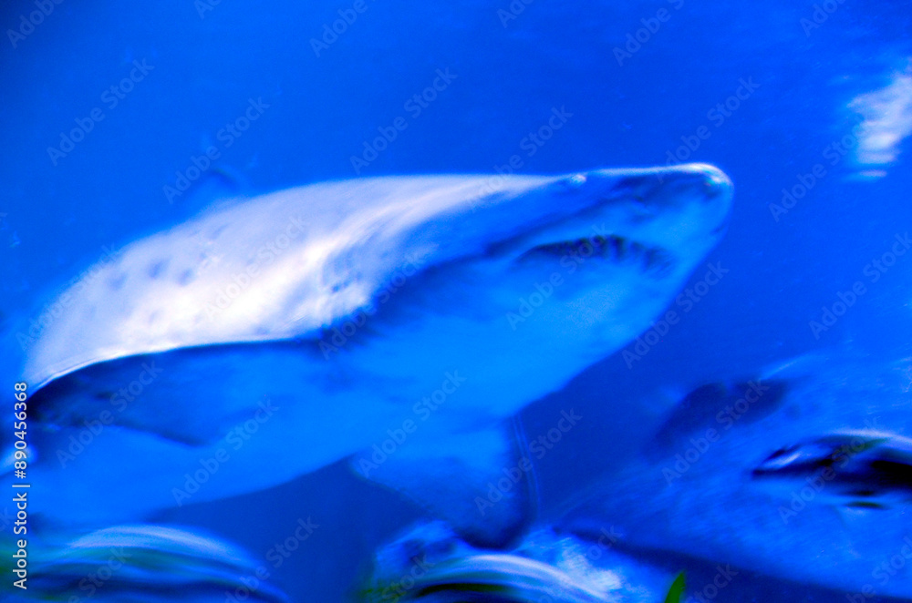 Naklejka premium サメのイメージ