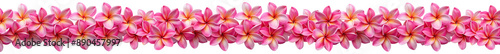 Frangipani long seamless garland, isolated on transparent white background, png. Long horizontal floral border made from pink plumeria flowers