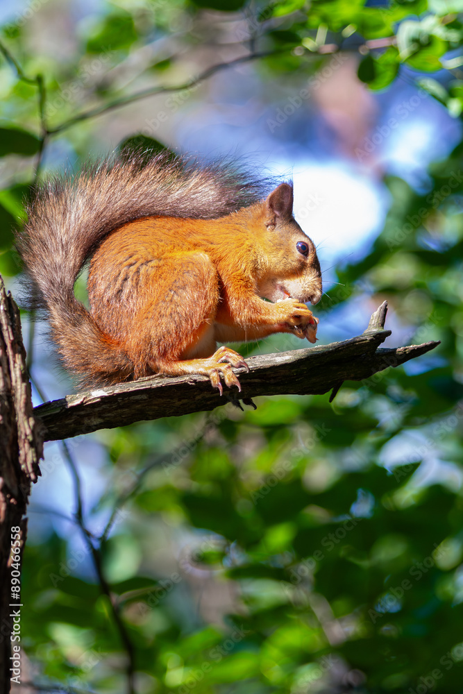 Red Squirrel eating a peanut Red Squirrel eating a peanut