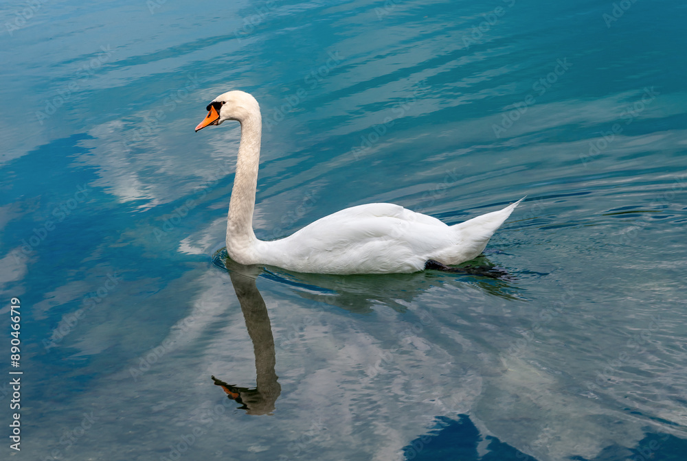 Fototapeta premium White swan with its reflection swimming on blue lake water reflecting in blue sky with white clouds