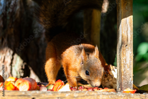 Red Squirrel eating a peanut