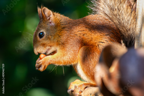 Red Squirrel eating a peanut