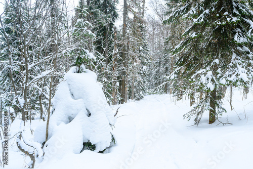 Winter snowy forest, snowdrifts, fir trees and path.