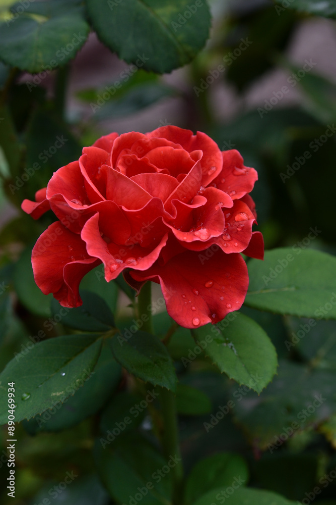 Beautiful fresh roses in the park after the rain. Close up. Flowers in the park. Beautiful fresh roses in the park after the rain. Close up. Flowers in the park.