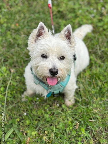 jack russell terrier