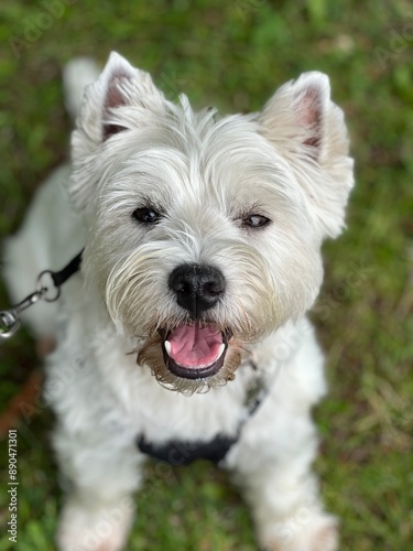 west highland white terrier