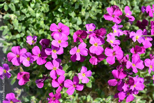 Aubrietia Audry Red flowers