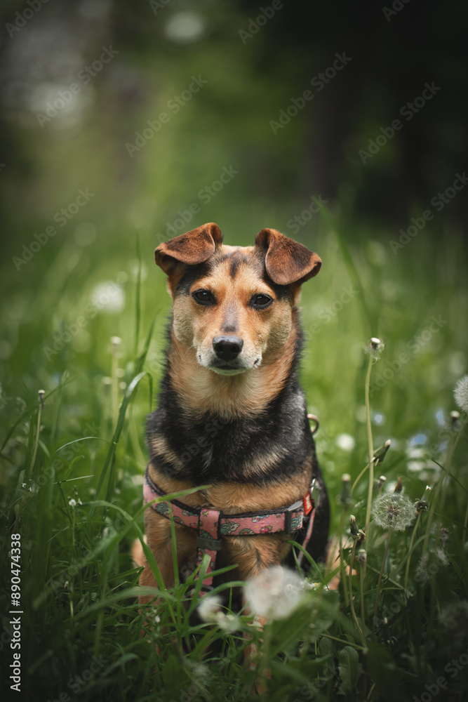 A small dog without a breed sits outside on a summer day A small dog without a breed sits outside on a summer day
