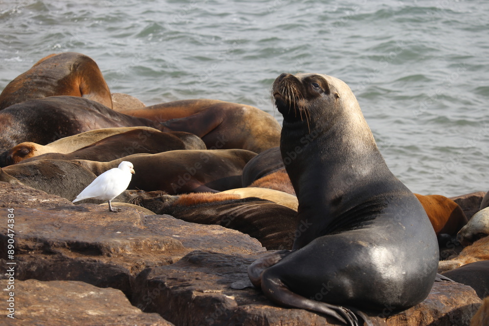 Naklejka premium Animales marinos descansando
