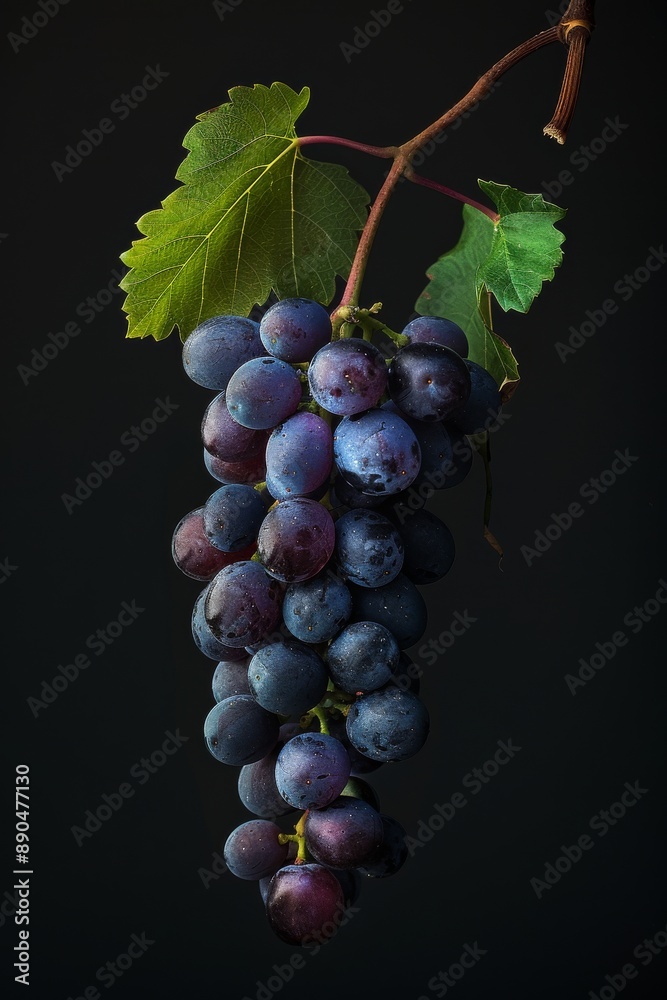 Mystic photo of Pinot Noir, isolated on black background Mystic photo of Pinot Noir, isolated on black background