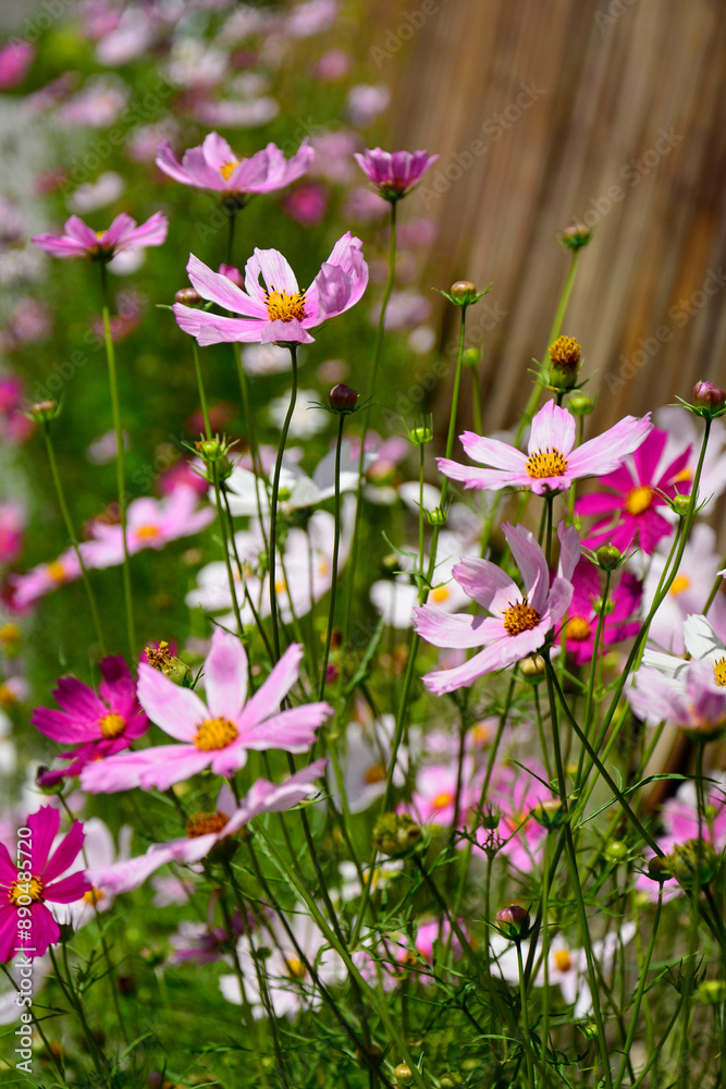Kosmos pierzasty, kosmos podwójnie pierzasty, onętek, Cosmos bipinnatus, kolorowe kosmosy, łąka kwietna z kosmosów, garden cosmos, Mexican aster, Prairie fleurie