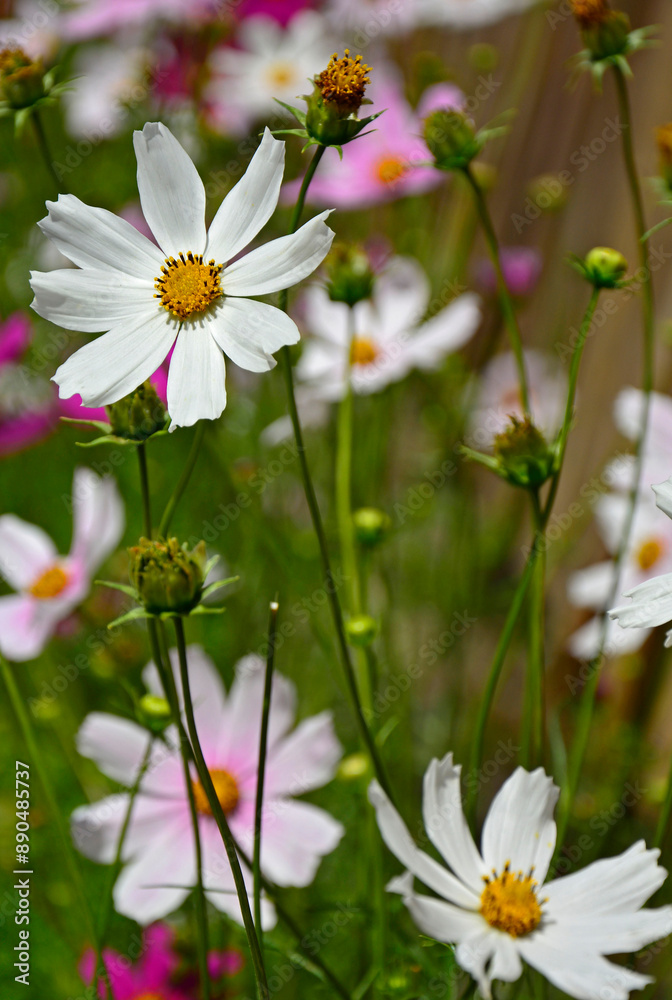 Kosmos pierzasty, kosmos podwójnie pierzasty, onętek, Cosmos bipinnatus, kolorowe kosmosy, łąka kwietna z kosmosów, garden cosmos, Mexican aster, Prairie fleurie