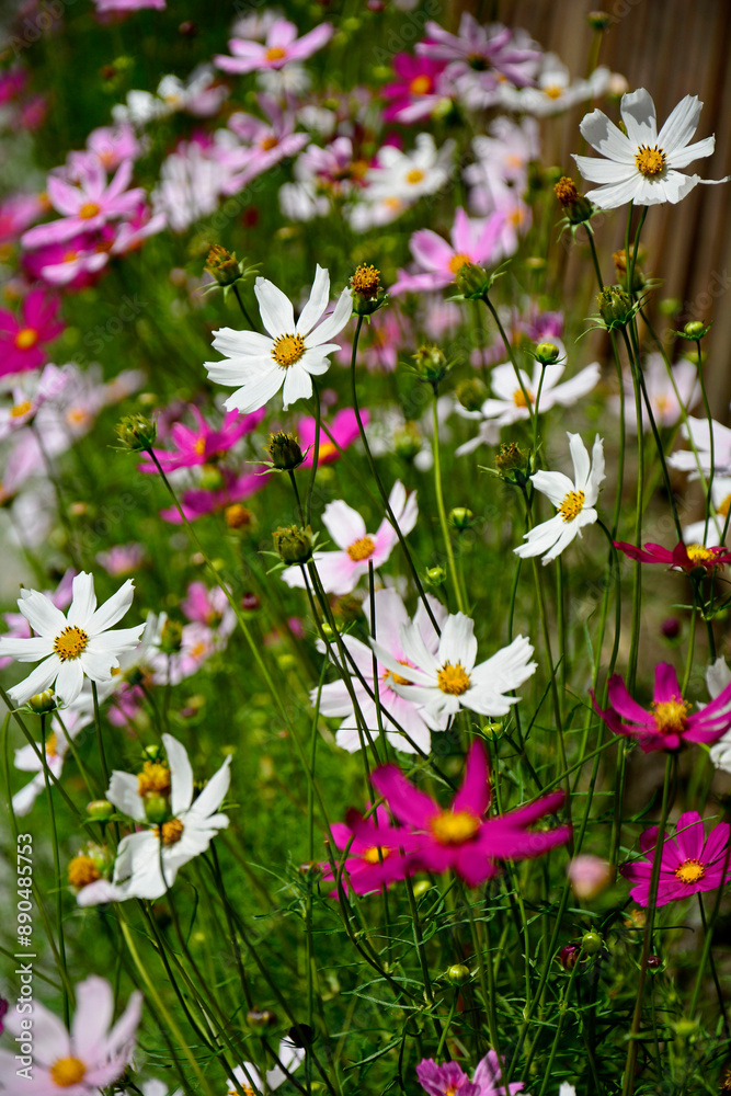 Kosmos pierzasty, kosmos podwójnie pierzasty, onętek, Cosmos bipinnatus, kolorowe kosmosy, łąka kwietna z kosmosów, garden cosmos, Mexican aster, Prairie fleurie