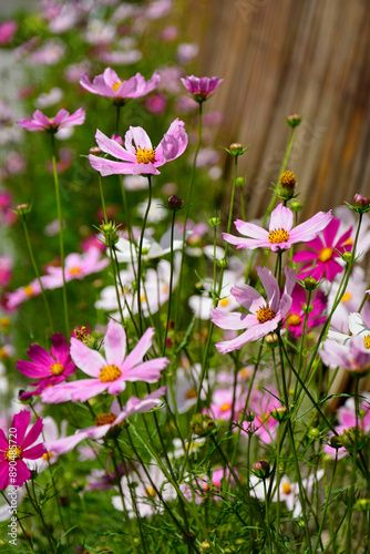Obraz na płótnie Kosmos pierzasty, kosmos podwójnie pierzasty, onętek, Cosmos bipinnatus, kolorowe kosmosy, łąka kwietna z kosmosów, garden cosmos, Mexican aster, Prairie fleurie w salonie