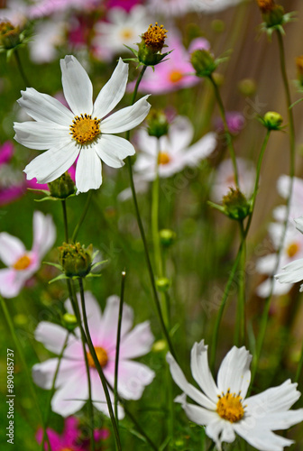 Obraz na płótnie Kosmos pierzasty, kosmos podwójnie pierzasty, onętek, Cosmos bipinnatus, kolorowe kosmosy, łąka kwietna z kosmosów, garden cosmos, Mexican aster, Prairie fleurie w salonie