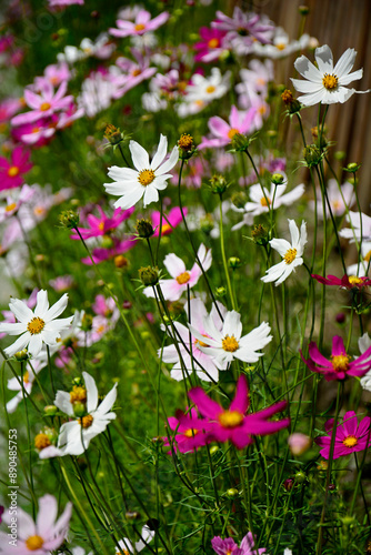 Obraz na płótnie Kosmos pierzasty, kosmos podwójnie pierzasty, onętek, Cosmos bipinnatus, kolorowe kosmosy, łąka kwietna z kosmosów, garden cosmos, Mexican aster, Prairie fleurie w salonie