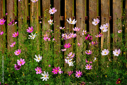 Fototapeta Naklejka Na Ścianę i Meble -  Kosmos pierzasty, kosmos podwójnie pierzasty, onętek, Cosmos bipinnatus, kolorowe kosmosy, łąka kwietna z kosmosów,  garden cosmos, Mexican aster,  Prairie fleurie
