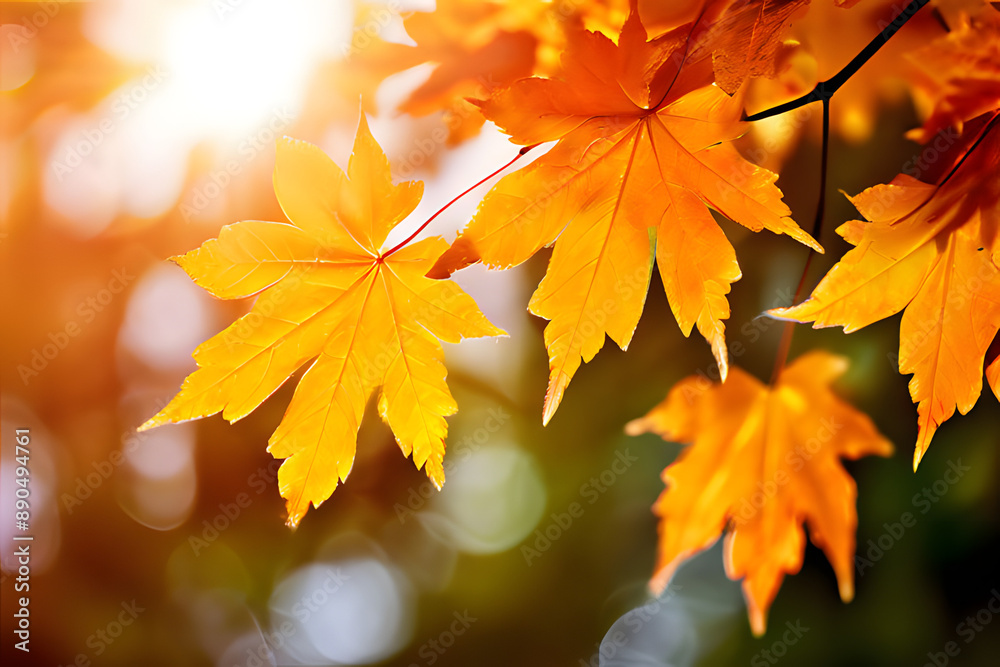 autumn leaves on the tree autumn leaves on the tree