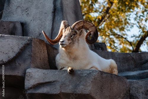 Dall Ram sheep resting in the autumn afternoon at the Milwaukee County Zoo, Milwaukee, Wisconsin photo