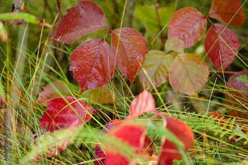 Schilderij op canvas Dew-covered Poison Ivy changing colors in early September morning at Loew Lake,