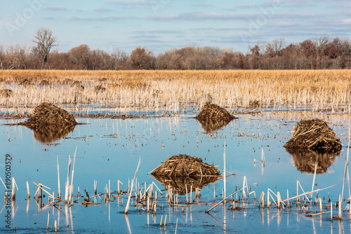 Muskrat lodges in autumn within Horicon National WIldlife Refuge, Waupun, Wisconsin