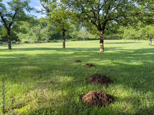 Plague of molehills at a meadow at garden