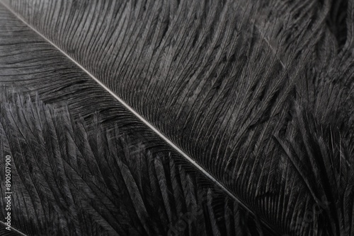 Beautiful black feathers as background, closeup view