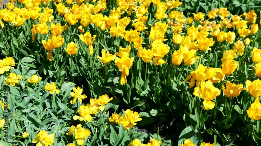 Tulip meadow in Keukenhof Park Nederlands Tulip meadow in Keukenhof Park Nederlands