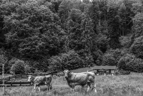 Landscapes -  Forest - Europe, Romania, Suceava region