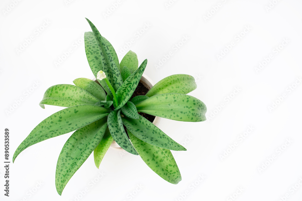 Top-up angle of Giant Squill plant isolated on white. Top-up angle of Giant Squill plant isolated on white.