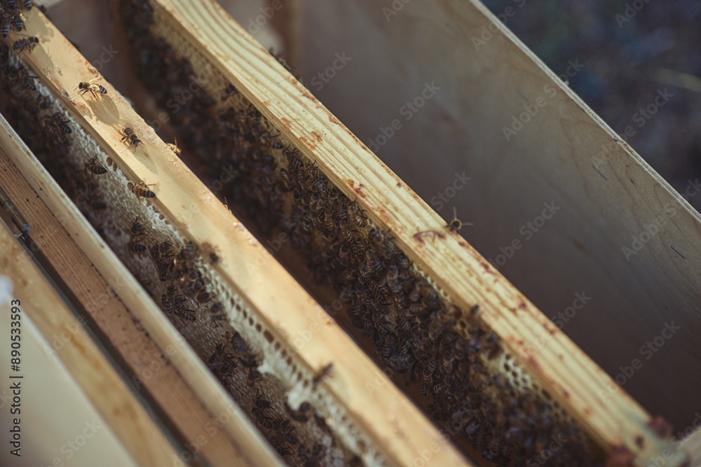 Rural and natural beekeeper, working to collect honey from hives Rural and natural beekeeper, working to collect honey from hives