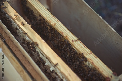 Rural and natural beekeeper, working to collect honey from hives