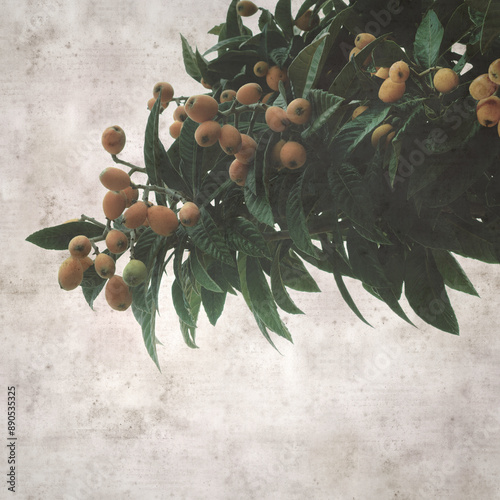 square stylish old textured paper background with  loquat, Eriobotrya japónica, ripe fruit on branches photo