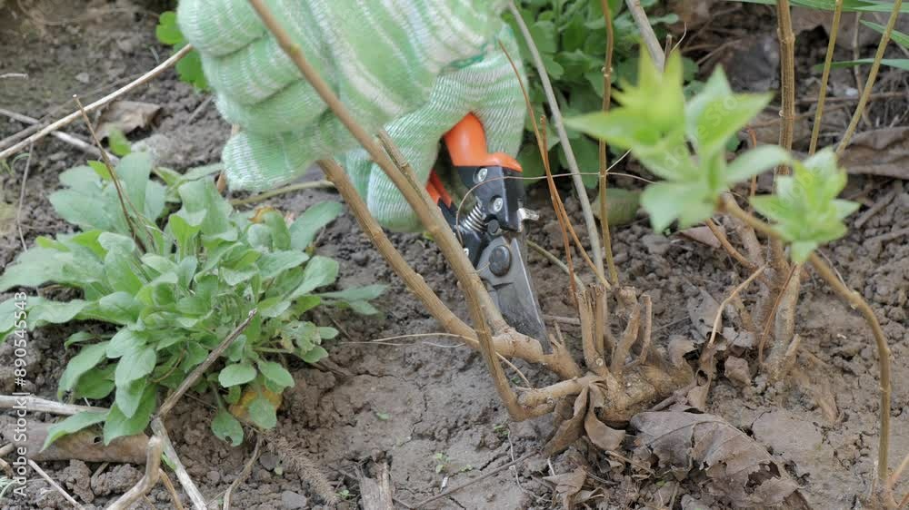 Video of gardening activities cutting, planting, serene plant care Video of gardening activities cutting, planting, serene plant care