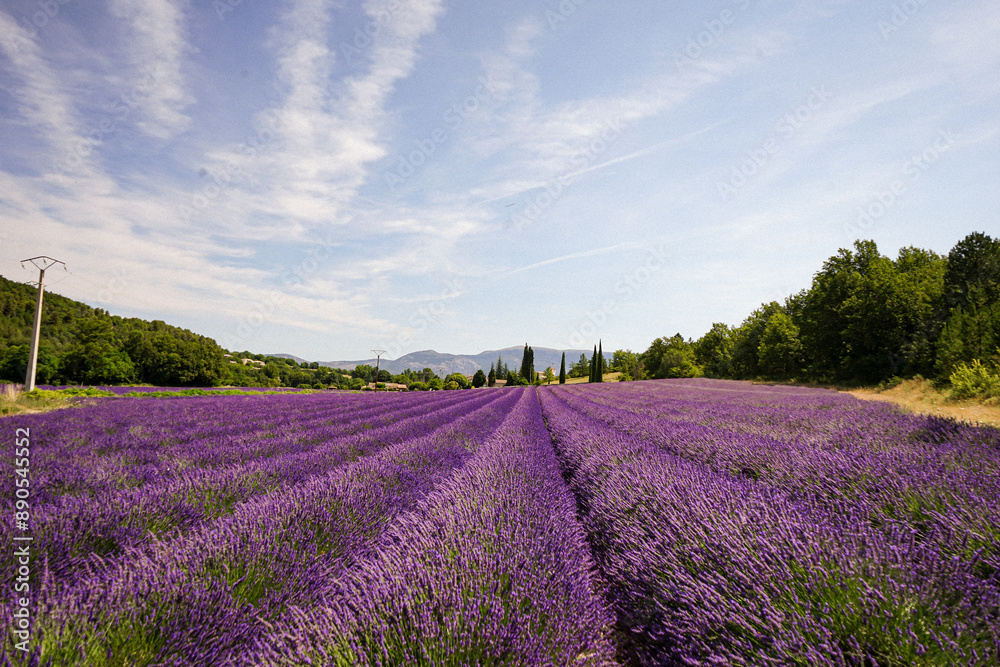 Obraz premium Lavendelfield in the french Provence