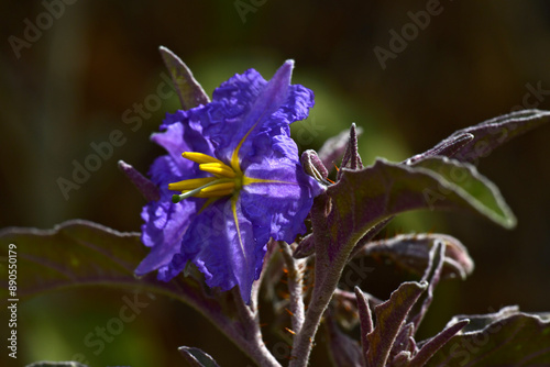 Silver-leaved nightshade // Ölweidenblättriger Nachtschatten, Silberblättriger Nachtschatten (Solanum elaeagnifolium) - Milos, Greece photo