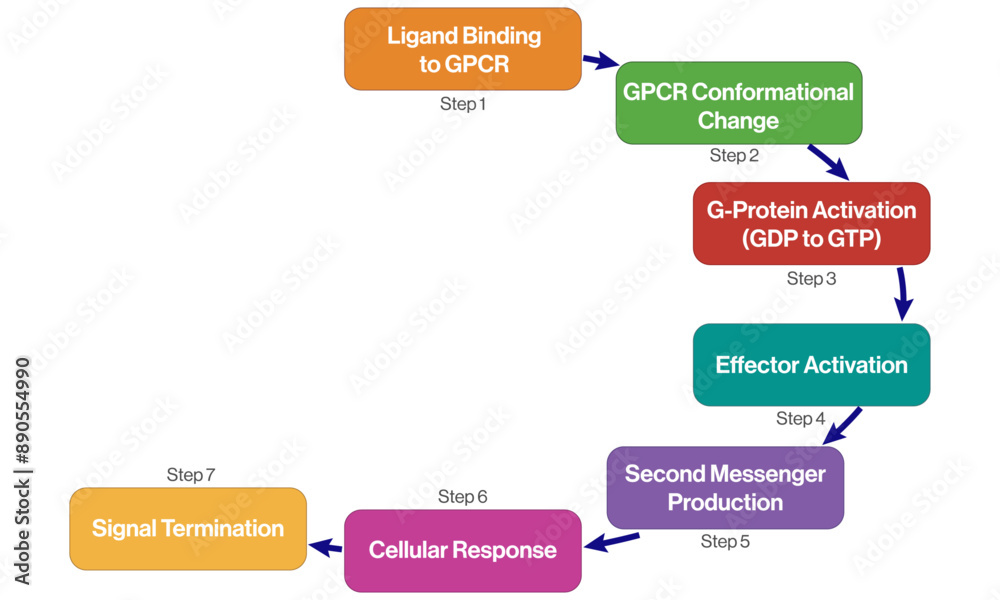 Vector Diagram of GPCR Signaling Pathway, Brief Flowchart for Science on White Background. Vector Diagram of GPCR Signaling Pathway, Brief Flowchart for Science on White Background.