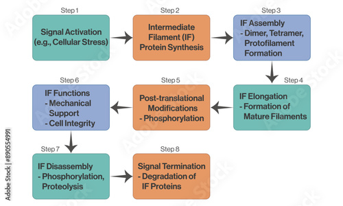 Intermediate Filament Dynamics Flowchart Vector Illustration with White Background for Cellular Biology and Scientific Research.