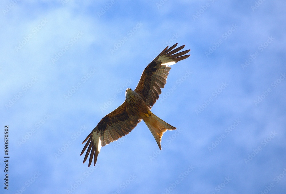 bird of prey kite flies
to the background
blue sky bird of prey kite flies
to the background
blue sky